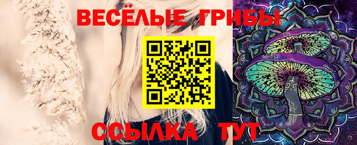 Галлюциногенные грибы Psilocybine cubensis Малгобек